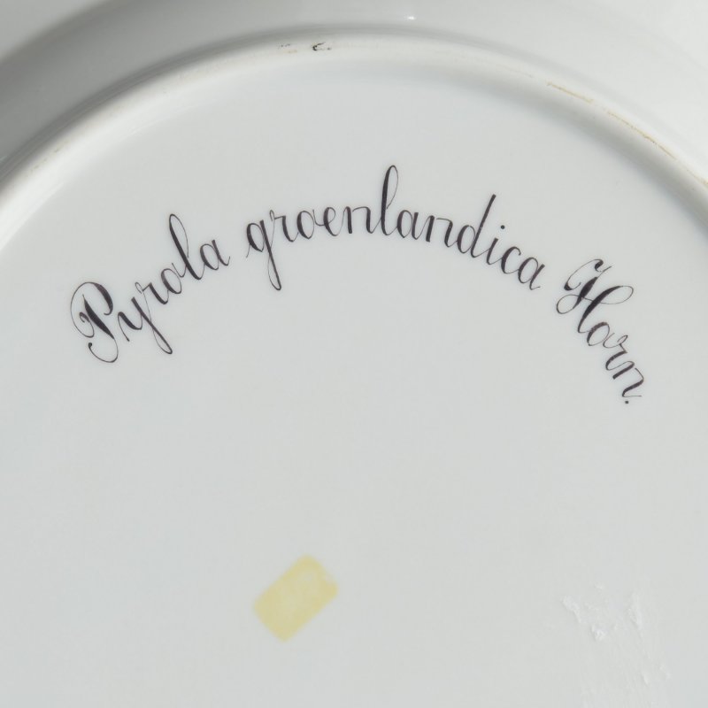 Тарелка  “Pyrola Groenlandica“ (“Груша́нка гренладская”) из сервиза Flora Danica.
