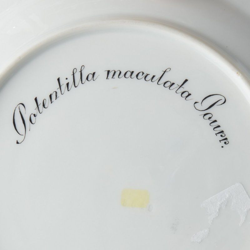 Тарелка  “Potentilla maculata pourr” (“Лапчатка пятнистая”)  из сервиза Flora Danica.