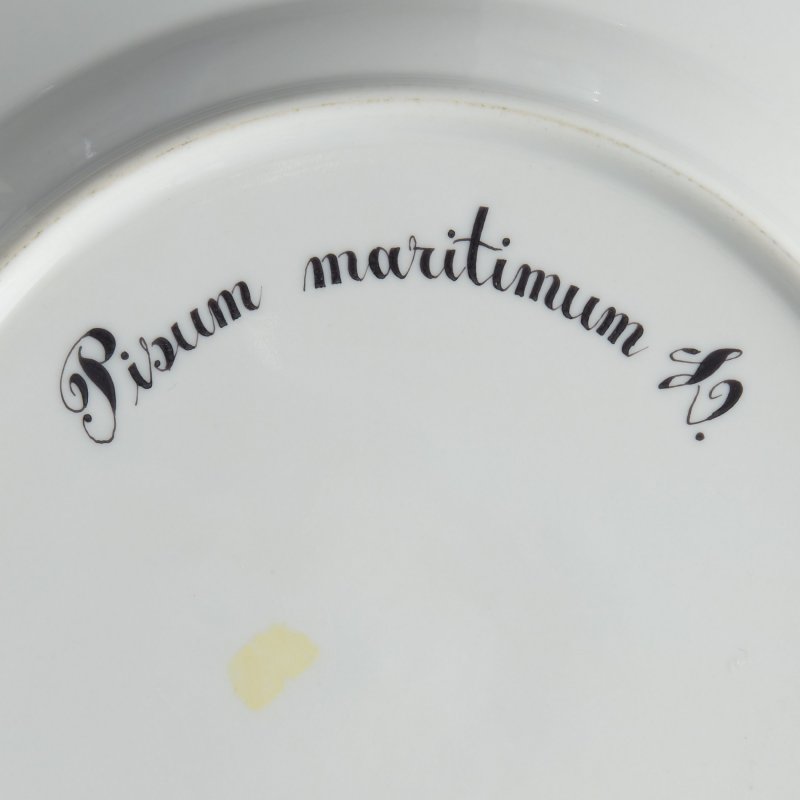 Тарелка «Pisum maritimum» («Чина морская») из сервиза Flora Danica.