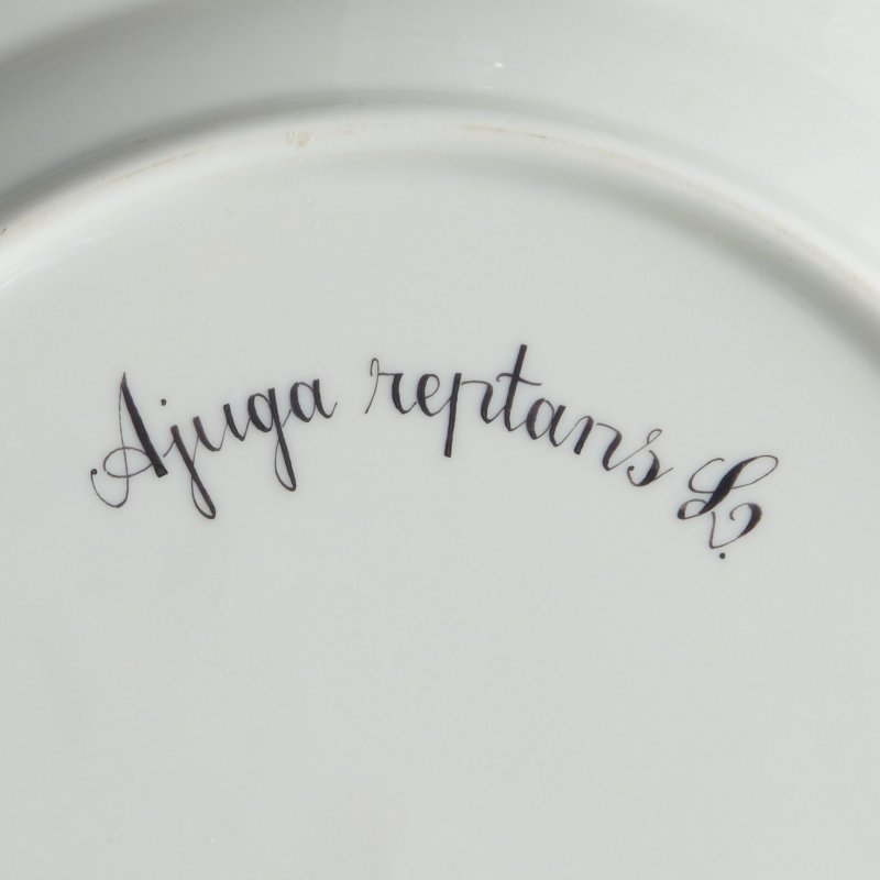 Тарелка “Ajúga réptans“ (“Живу́чка ползу́чая”) из сервиза Flora Danica.
